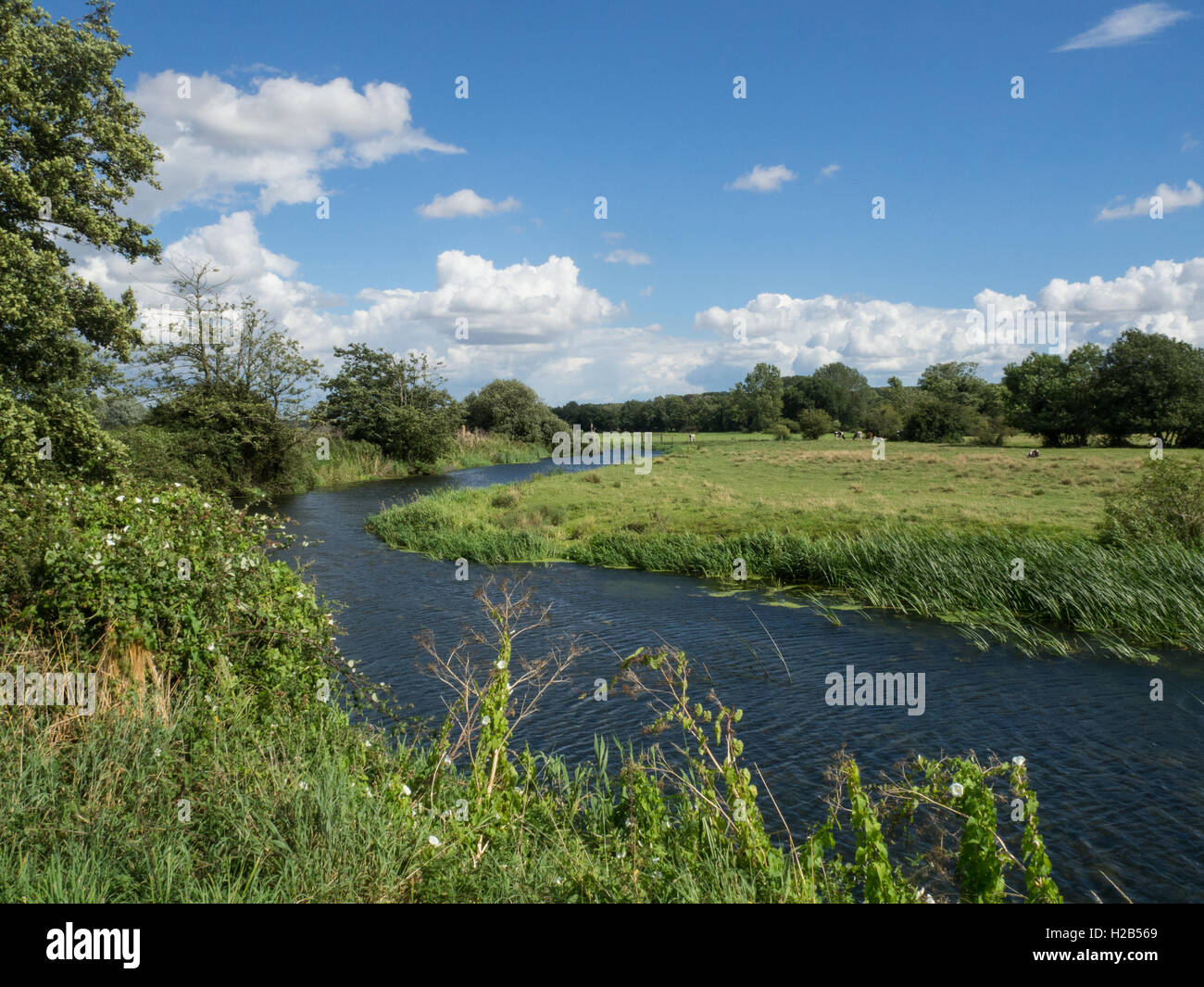 Fluß Waveney am Earsham im Sommer Stockfoto Fluß Waveney am Earsham im Sommer Stockfoto
