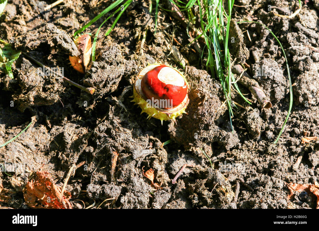 Ein Conker Früchte oder Samen der Rosskastanie oder Conker Baum (Aesculus Hippocastanum) Stockfoto