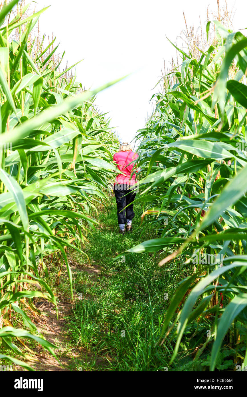 Eine Frau, die zu Fuß durch ein Feld von sehr hohen Maispflanzen Stockfoto