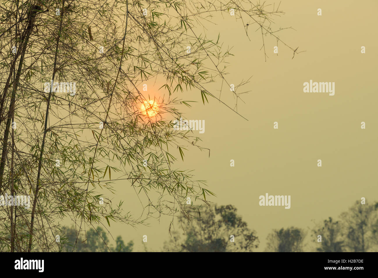Bambus Baum Blatt und Sonnenuntergang und den rauchigen Himmel, Thailand. Stockfoto