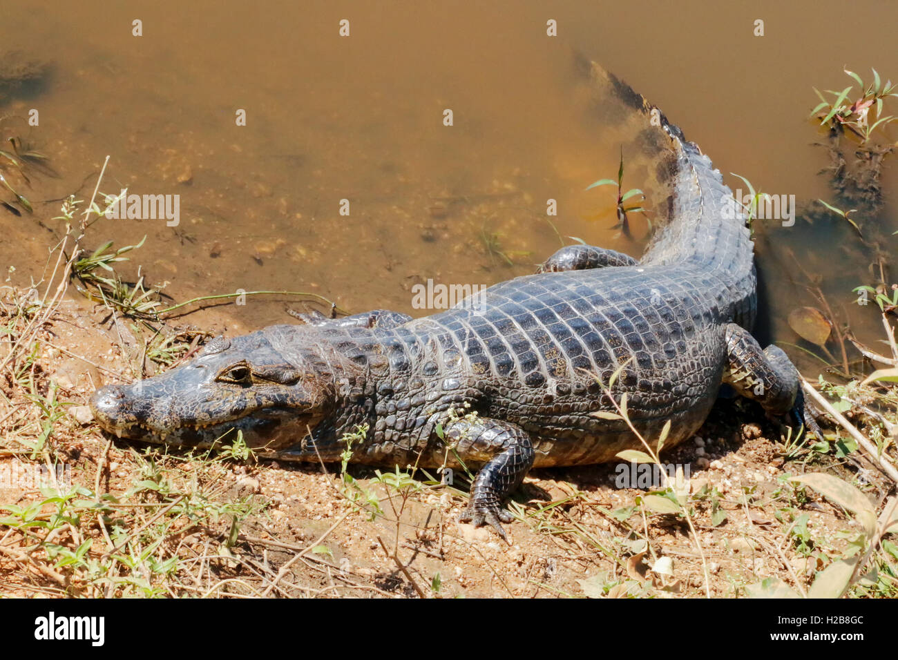 Caiman Yacare im Großraum Pantanal Mato Grosso, Brasilien. Sie sind relativ klein dimensionierte Krokodile. Stockfoto