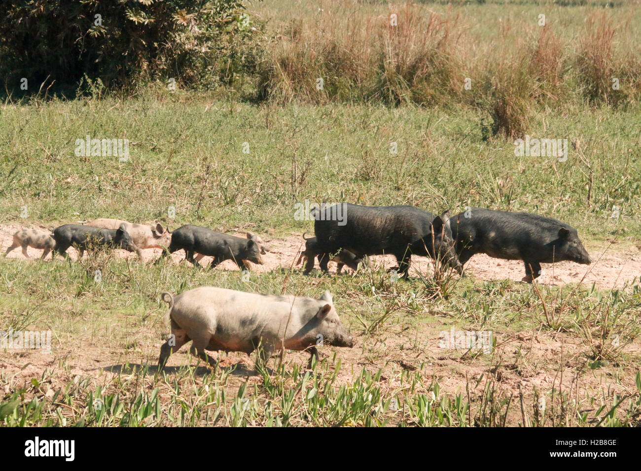 Familie von Wildschweinen, die eine Kreuzung zwischen domestizierte Schweine und Kragen Peccarys im Großraum Pantanal Mato Grosso, Brasilien Stockfoto
