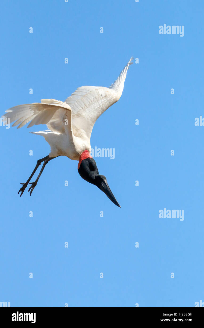 Jabiru-Storch fliegen nach unten aus einem hohen Nest im Pantanal Region, Mato Grosso, Brasilien, Südamerika Stockfoto