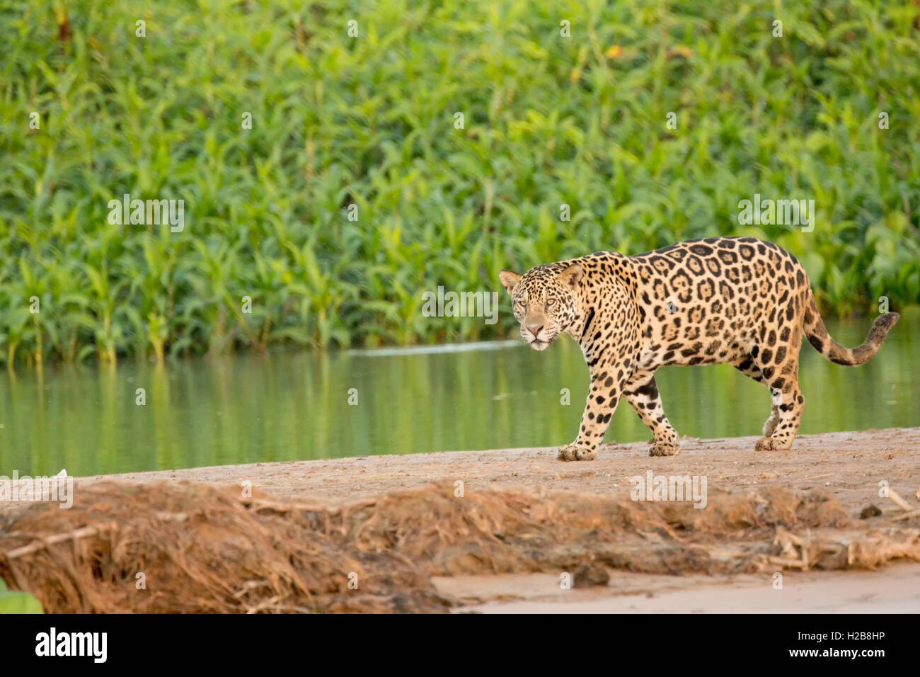 Weibliche Jaguar Jagd für ein Kaiman im Pantanal Region, Mato Grosso, Brasilien, Südamerika Stockfoto