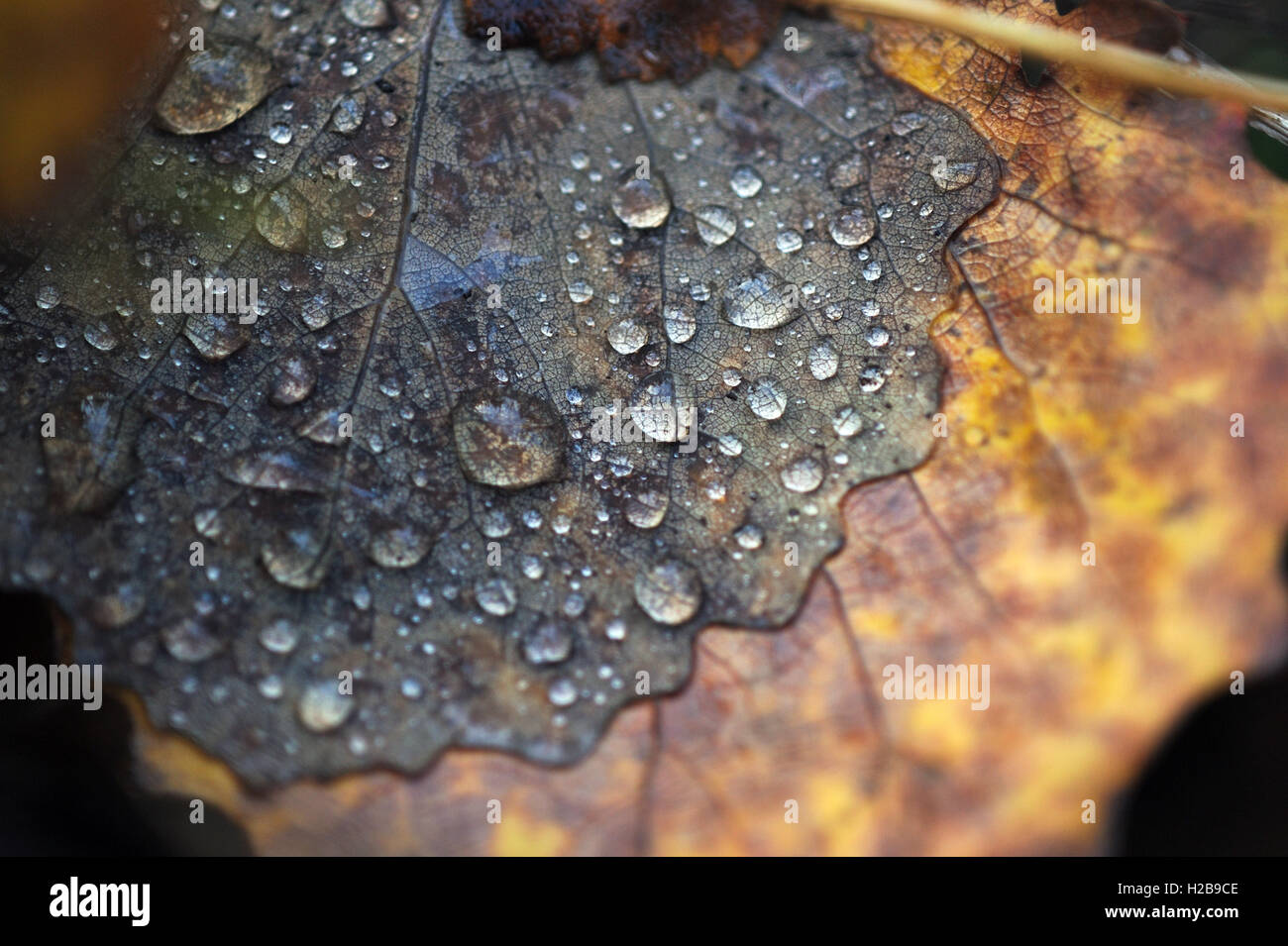 Nahaufnahme von Regentropfen auf Blätter im Herbst. Stockfoto