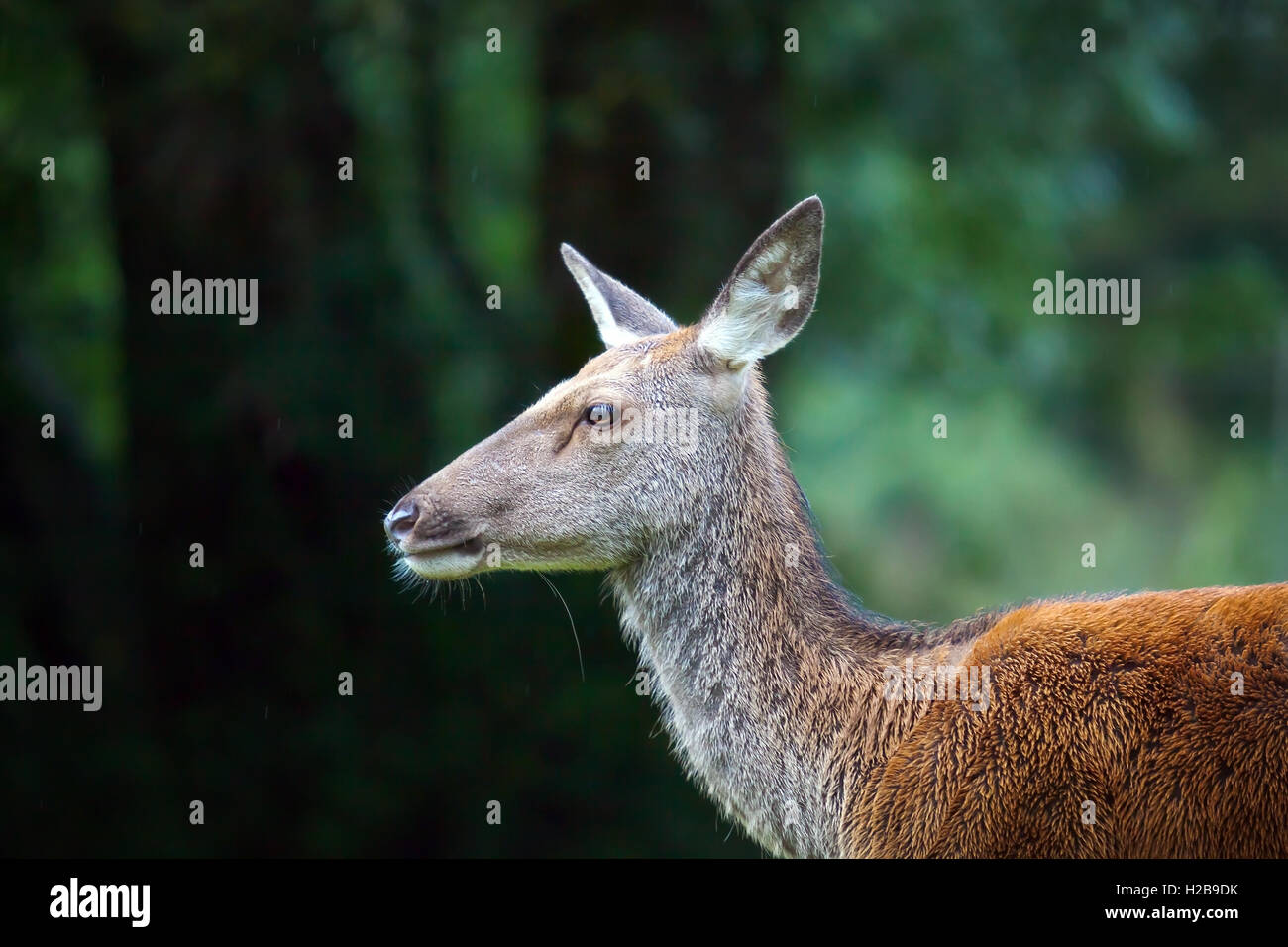 Brustbild von Reh, Hirsch-Jungtier. Stockfoto