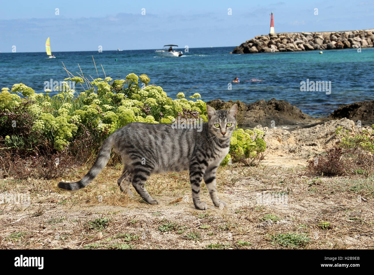 Hauskatze, Schwarz Silber Tabby, am Ufer des Meeres, Spanien, Mallorca, Balearen, Mittelmeer stehen Stockfoto