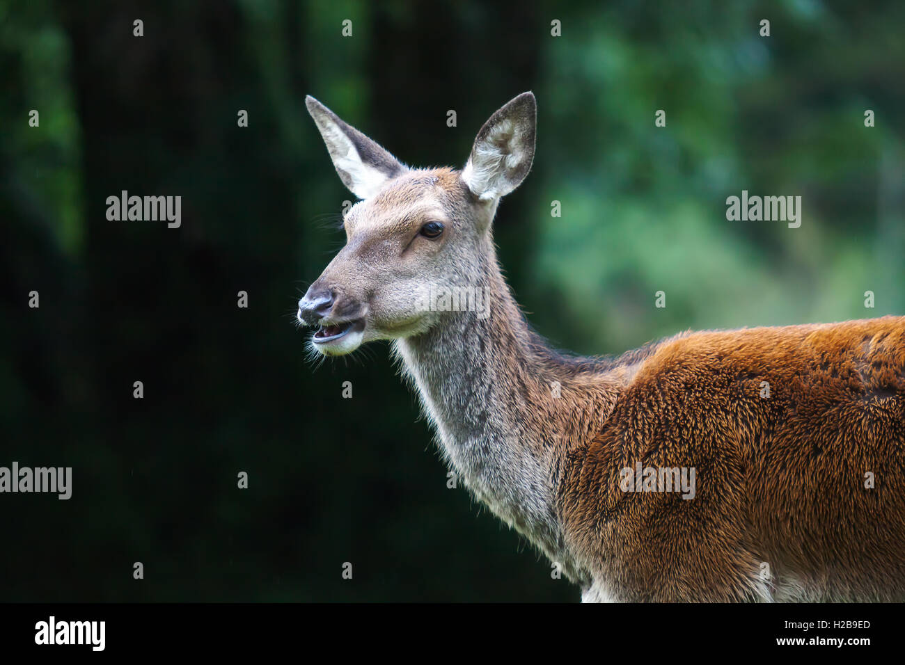 Brustbild von Reh, Hirsch-Jungtier. Stockfoto