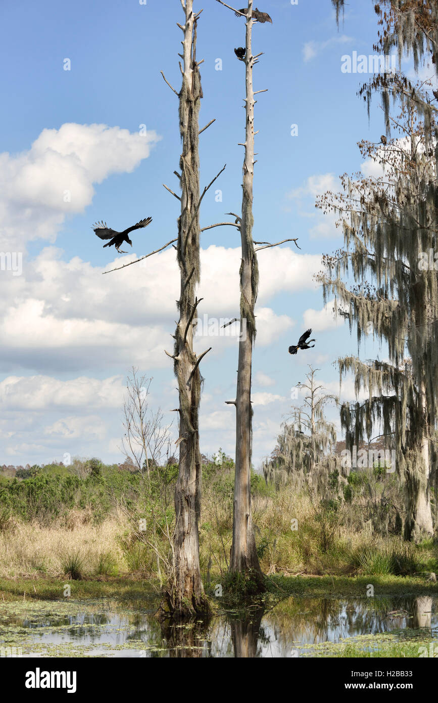 Florida Wetlands Stockfoto