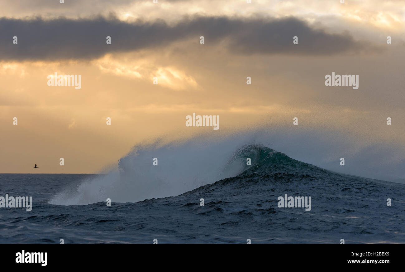 Große Wellen an bewölkten Tag. Stockfoto
