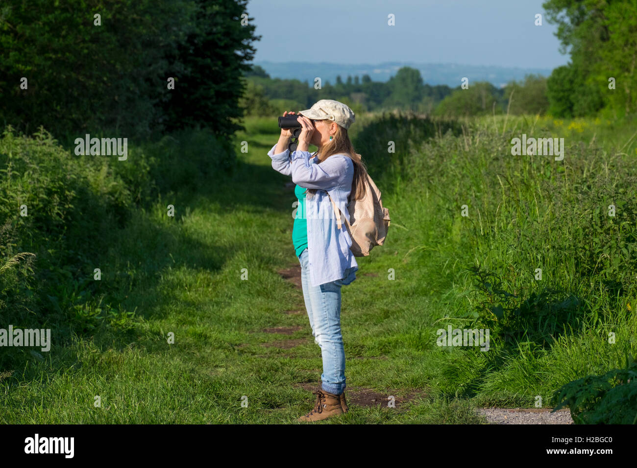 Frau Vogelbeobachtung, Shapwick Heath und Schinken Wand nationale Naturreservate, Teil von Avalon Sümpfe, Somerset Levels, England, UK Stockfoto