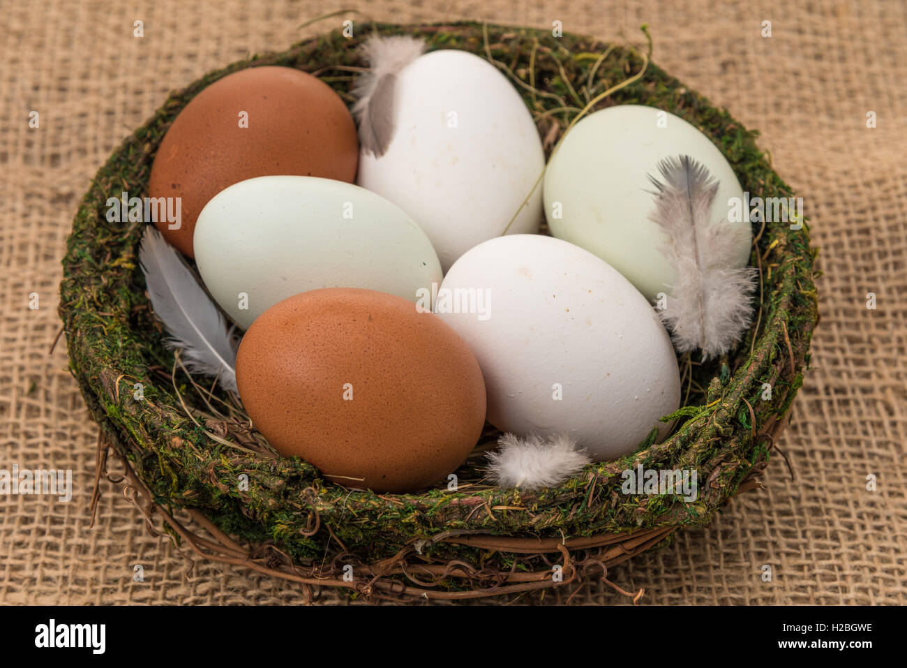 Eine Vielzahl von frischen Hühnereier in einem Korb.  Die Typen sind Maran Insel, Ameraucana blau und weißen Eiern. Stockfoto