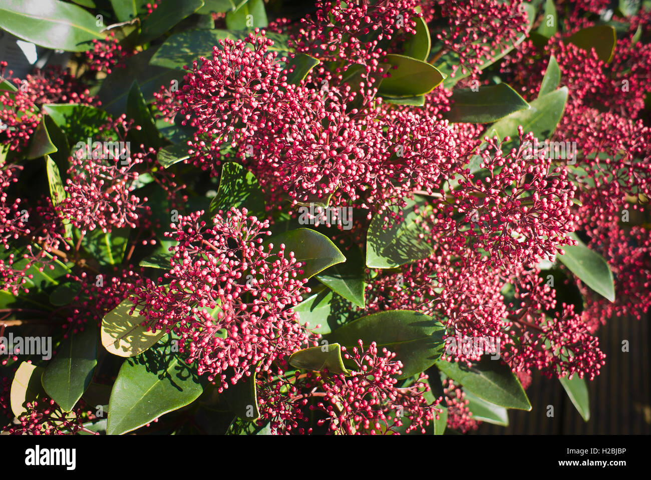 Skimmia Japonica Rubella Stockfoto