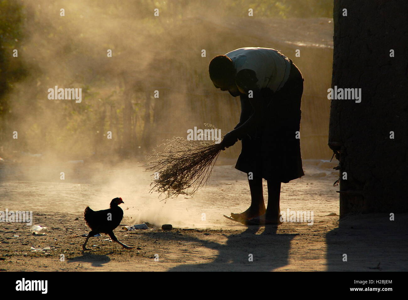 Afrikanisches huhn -Fotos und -Bildmaterial in hoher Auflösung – Alamy