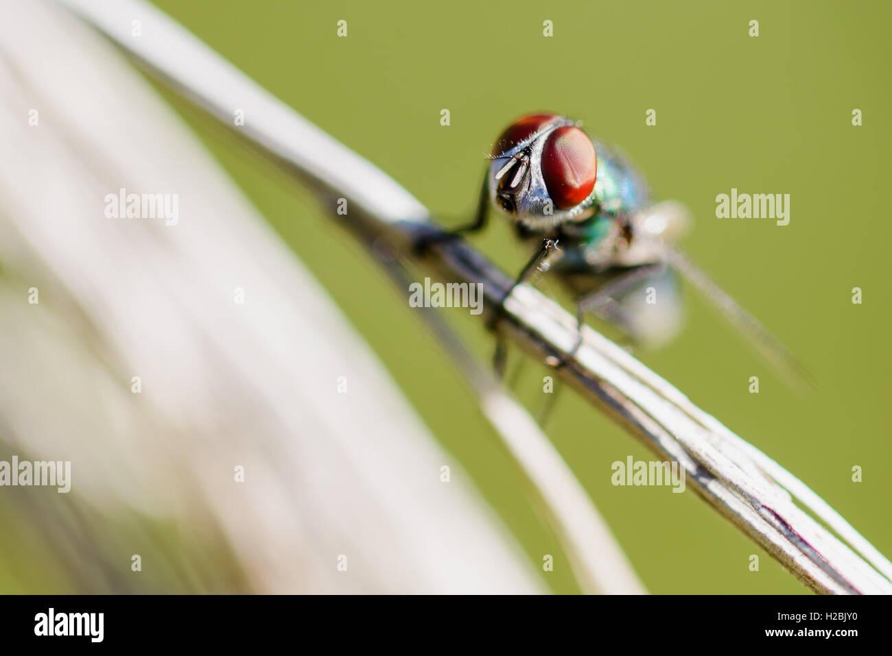 Auge Detail einer Fliege auf einem Zweig Stockfoto
