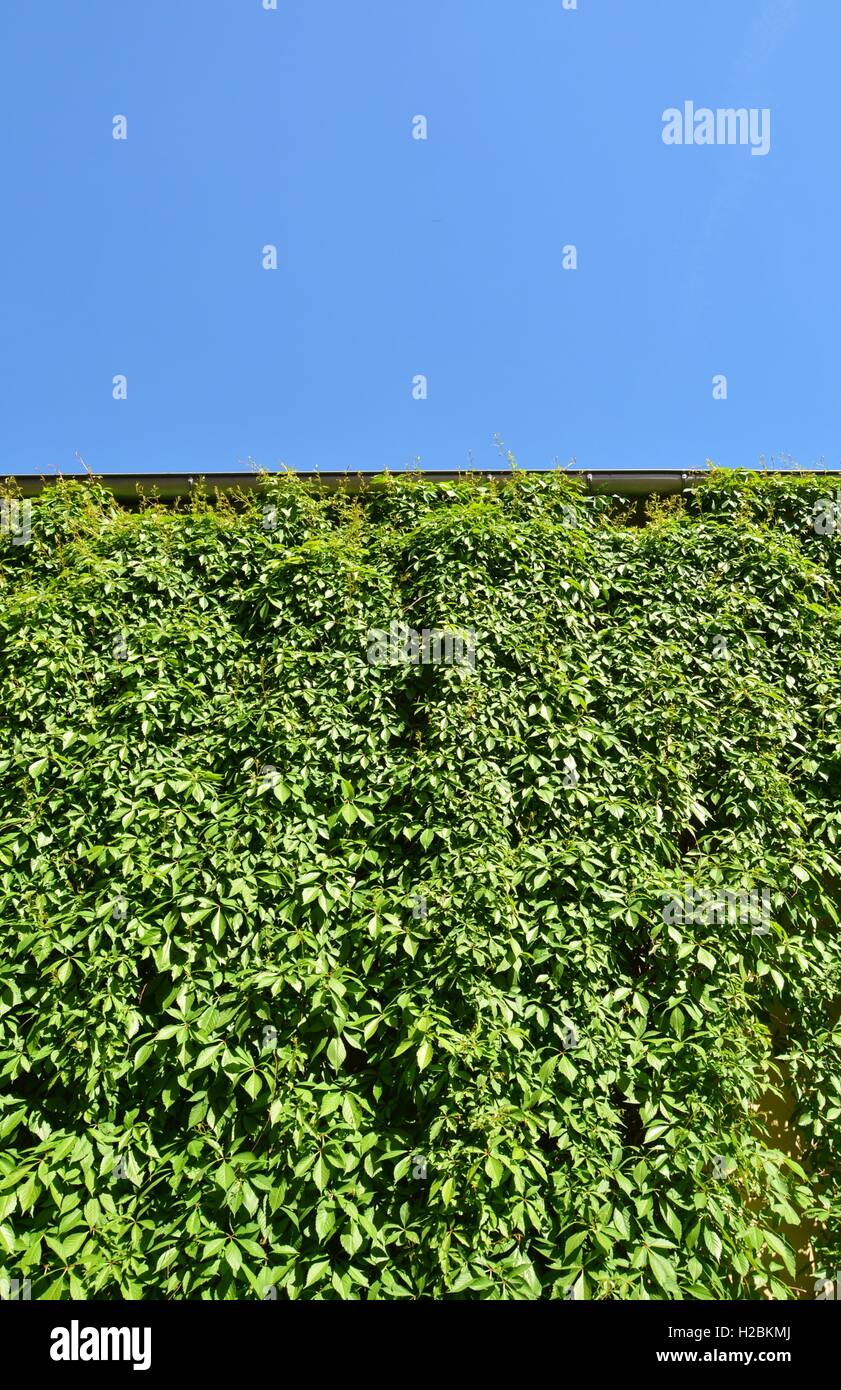Stadthaus mit Wände mit natürlichen Grünpflanzen Stockfoto
