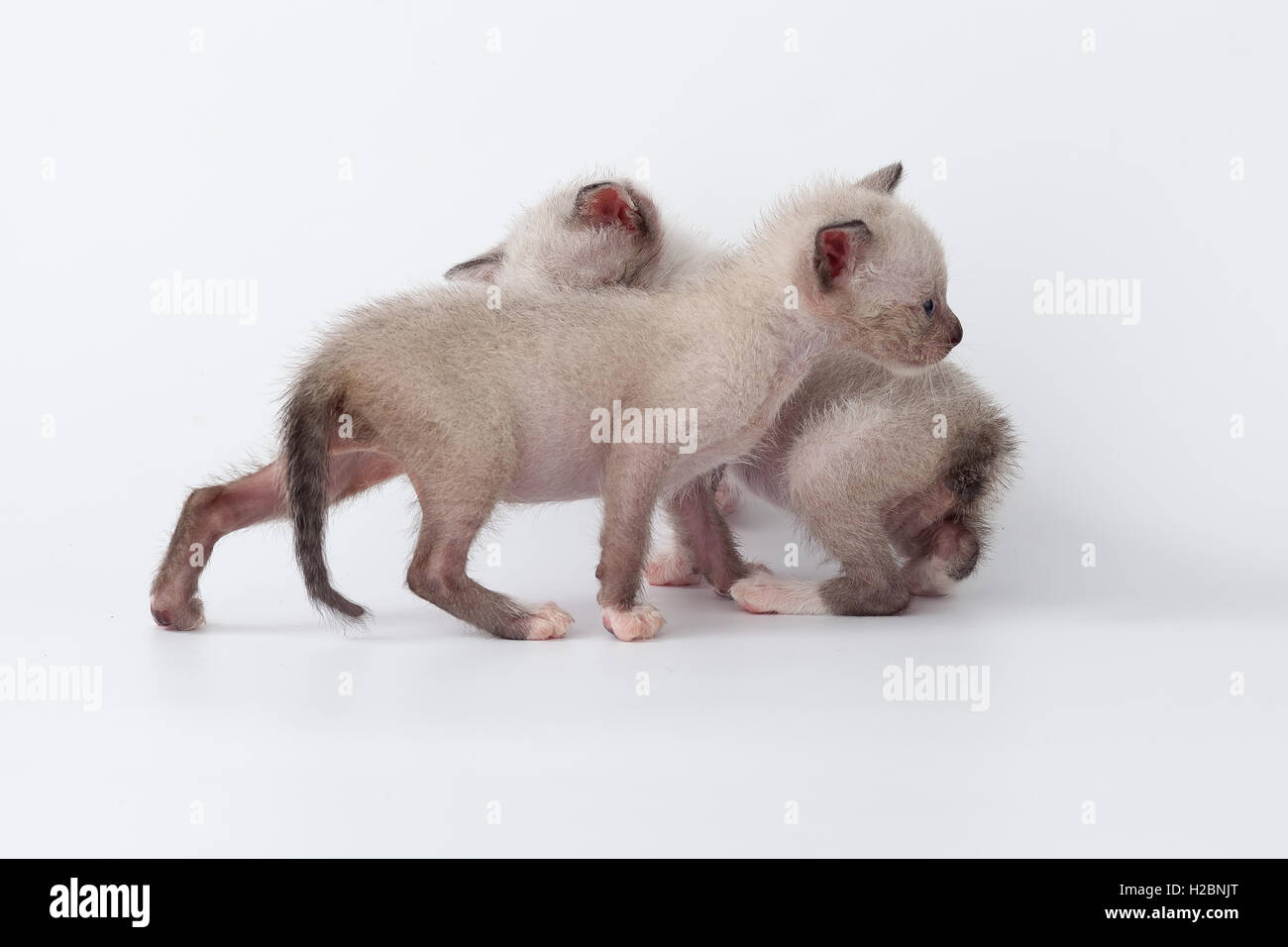 niedliche Kätzchen entspannen weißen Hintergrund gemütliche Rest hautnah Stockfoto