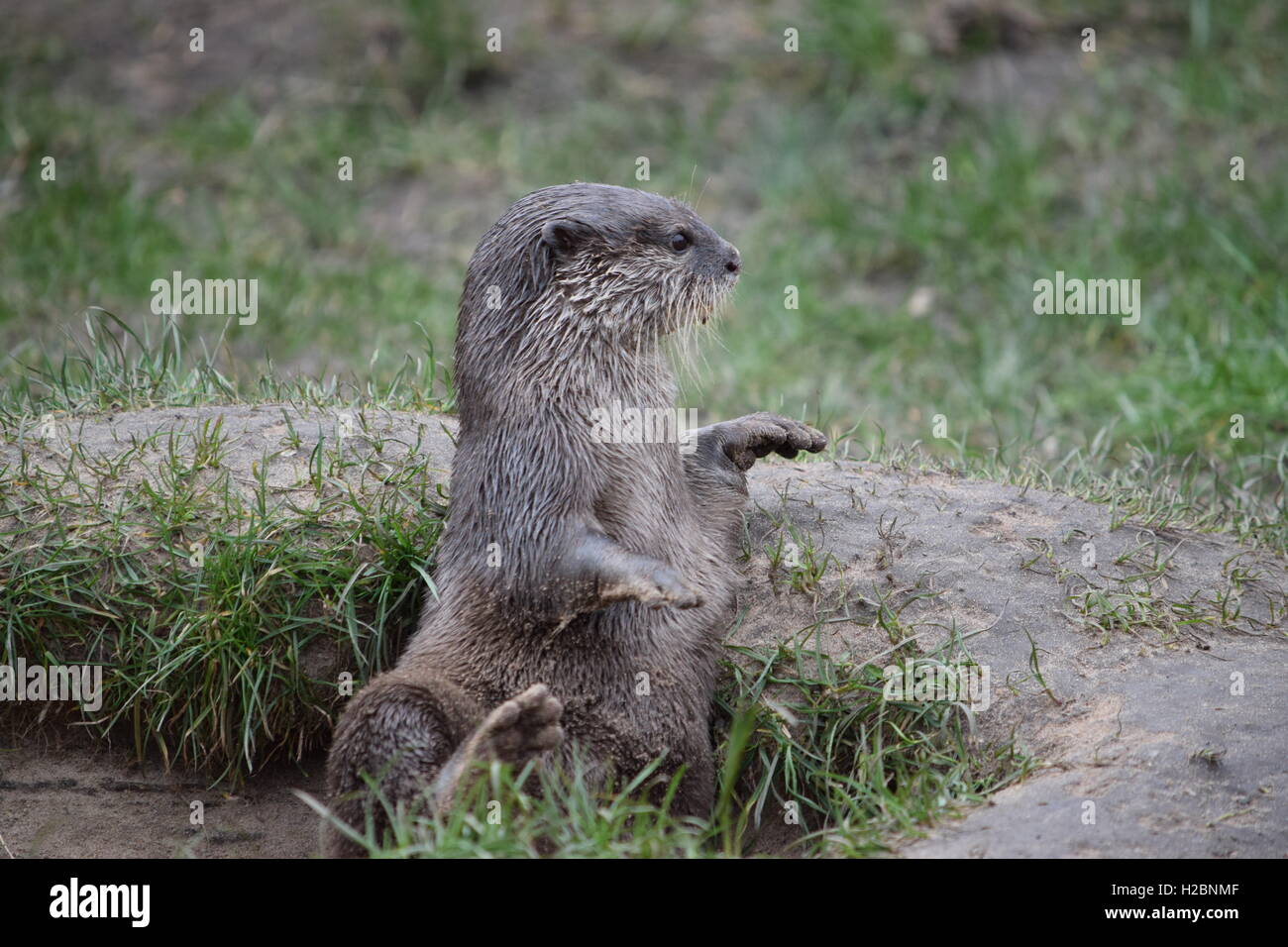 Orientalische kleine Krallen Otter zu spielen. Stockfoto