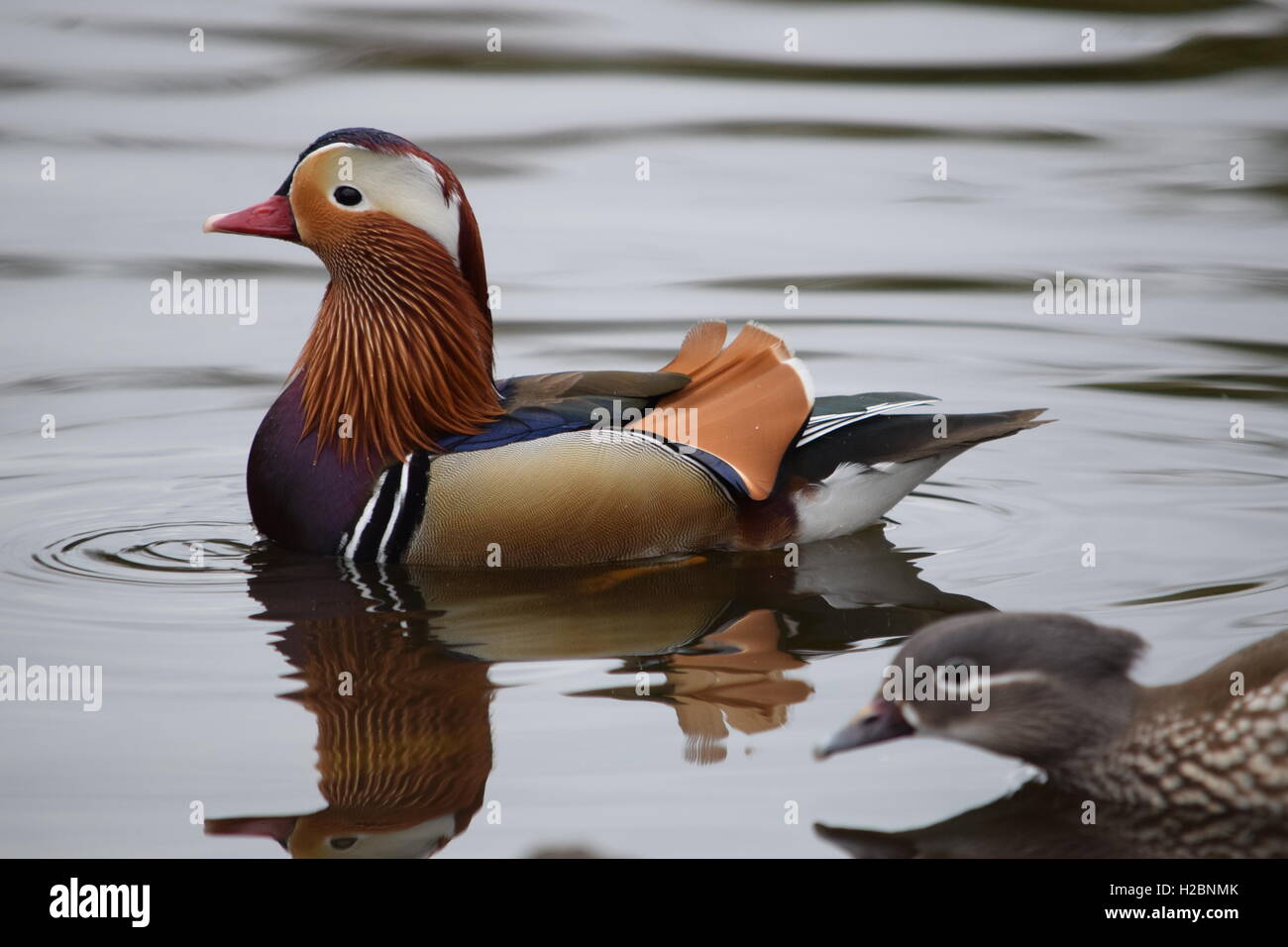 Mandarin Ente auf dem Wasser. Stockfoto