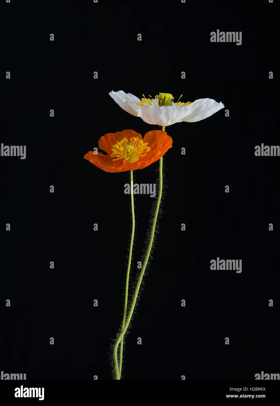 weiß und orange Mohn Blumen auf schwarzem Hintergrund Stockfoto
