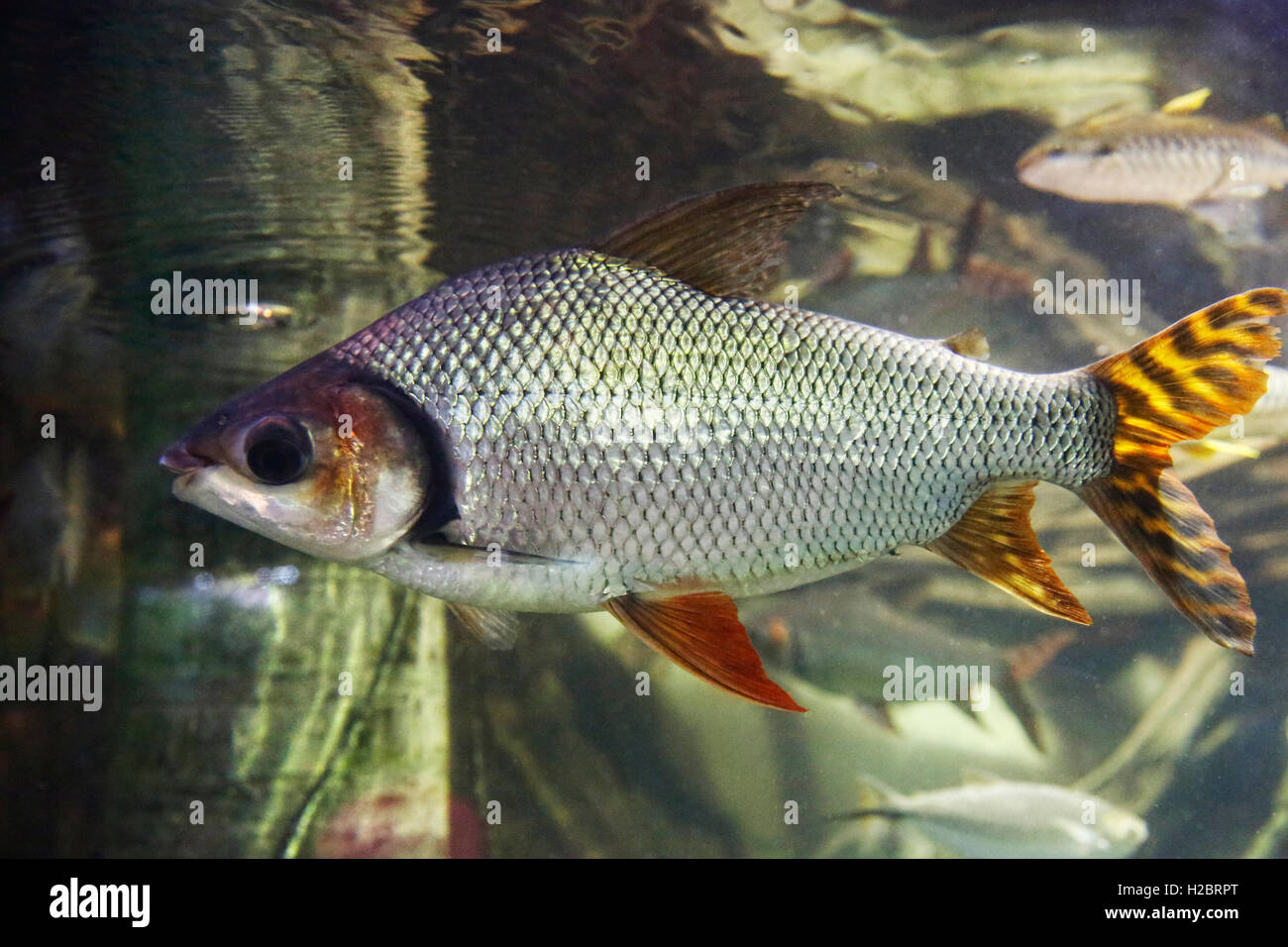 Silber-Prochilodus, Amazonas, Südamerika Stockfoto