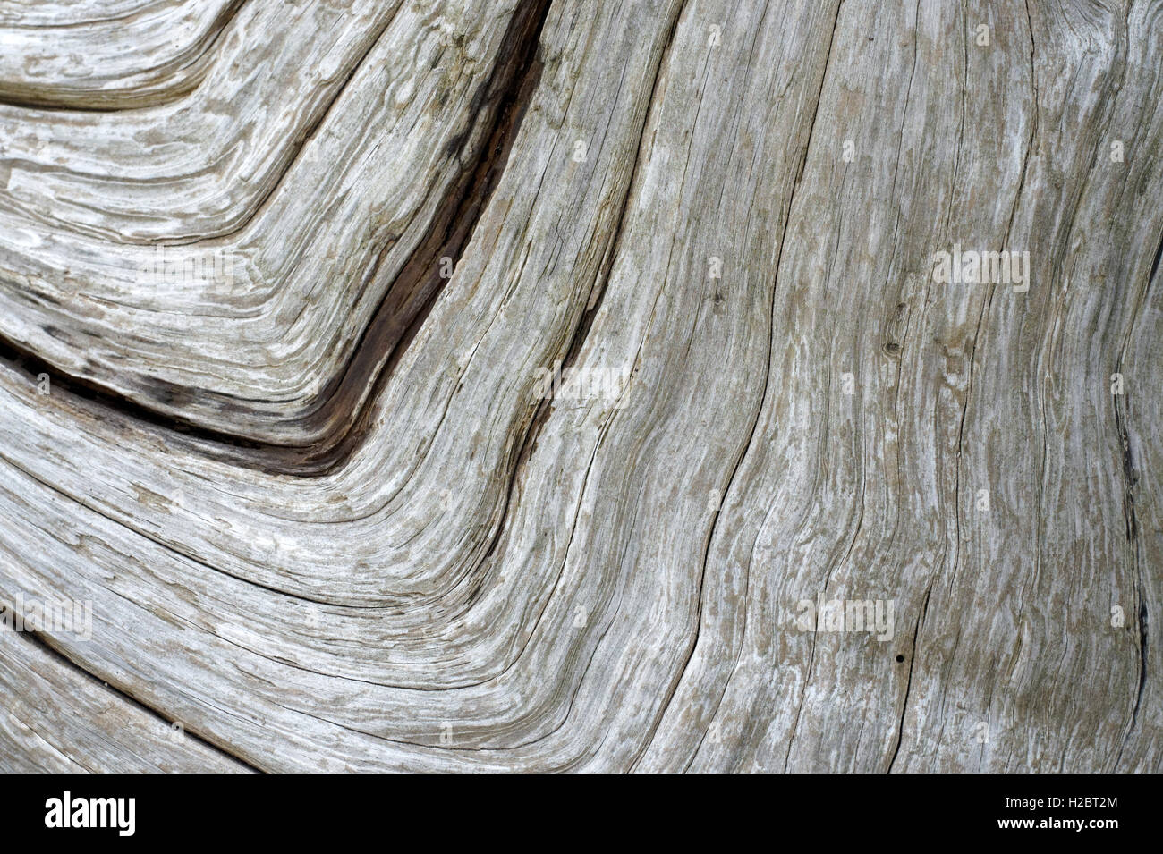 Strömungsmuster in ein Stück Treibholz Stockfoto