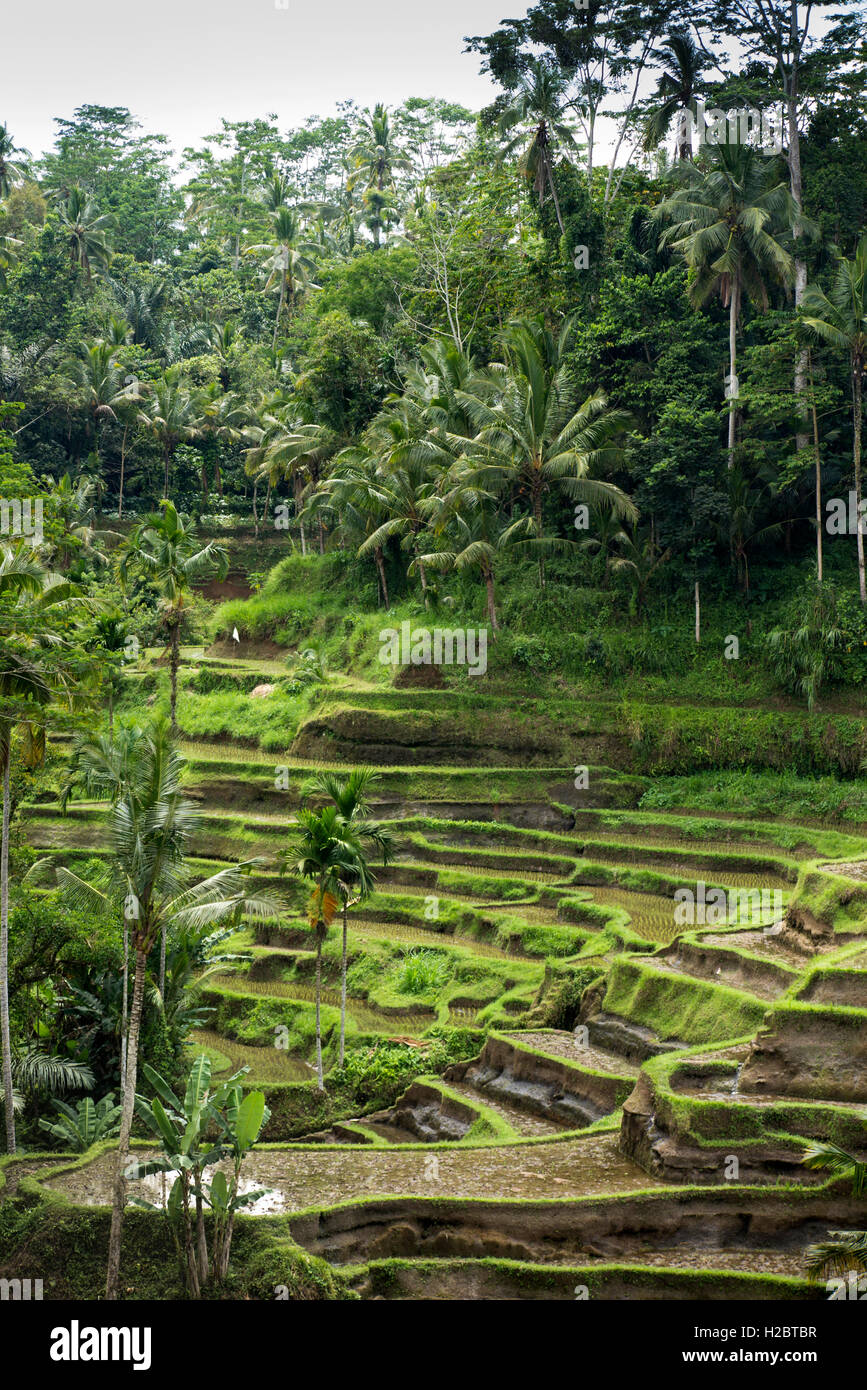 Indonesien, Bali, Tegallang, attraktive Reisterrassen am steilen Hang Stockfoto