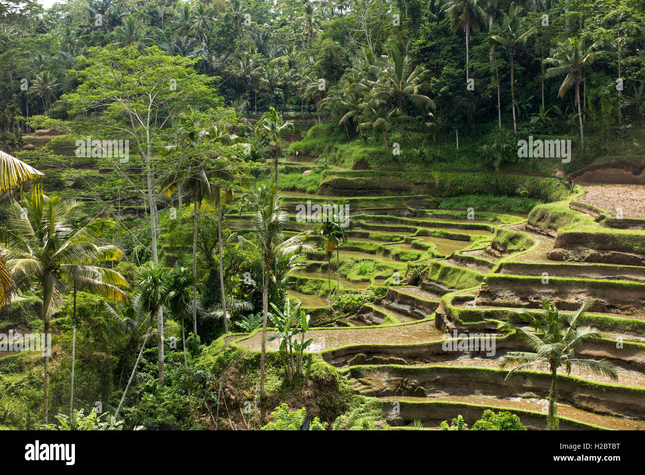 Indonesien, Bali, Ubud, Tegallang, attraktive Reisterrassen am steilen Hang Stockfoto