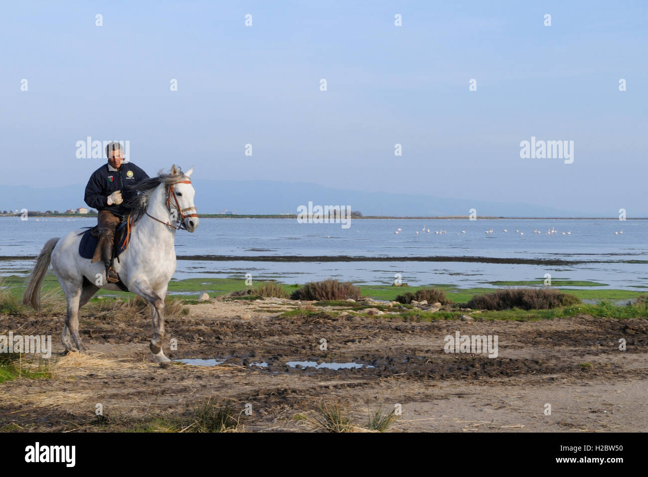 Ein Mann-Fahrer in der Nähe von Cabras Pfund, Bezirk Oristano, Sardinien, Italien Stockfoto