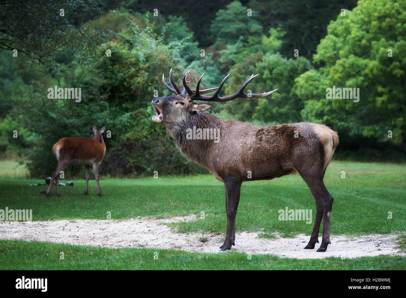 Eine männliche Hirsche im Vordergrund mit seinen mächtigen Hörnern. Mit der Mund strahlt das klassische Dröhnen in der Paarungszeit. Stockfoto
