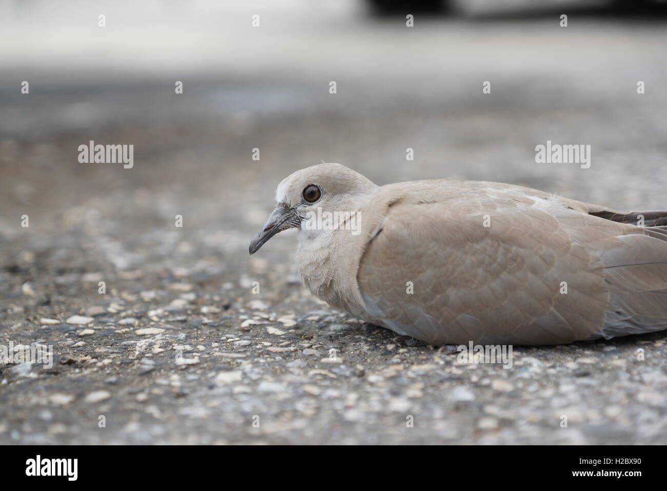 die Taube sitzt auf dem Parkplatz Stockfoto