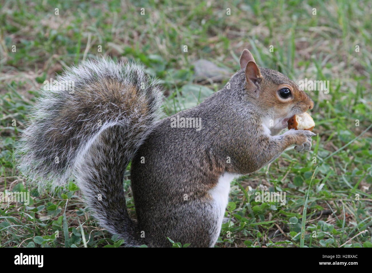 Zufällige Eichhörnchen Essen Stockfoto