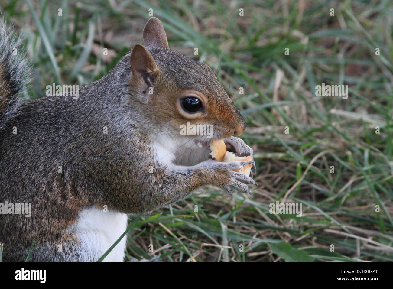 Zufällige Eichhörnchen Essen Stockfoto