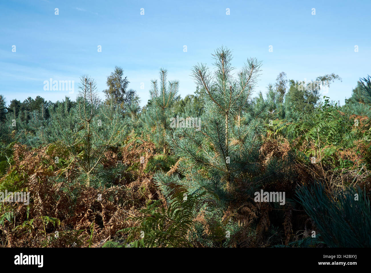 Kiefer (Pinus Sylvestris) Bäume wachsen in einer Forstwirtschaft Plantage, UK. Stockfoto