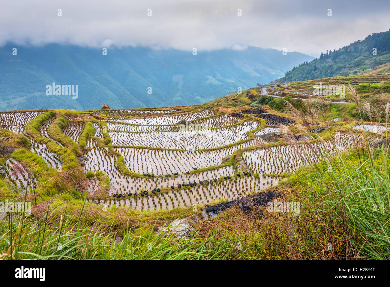 Chinesischer Reis Felder bei bewölktem Wetter. Enten im Vordergrund. Stockfoto