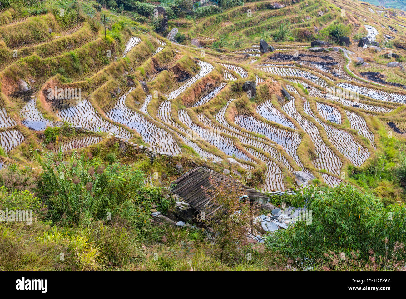 Longsheng terrassierten Reisfelder bei bewölktem Wetter, Guilin, Guangxi, China Stockfoto