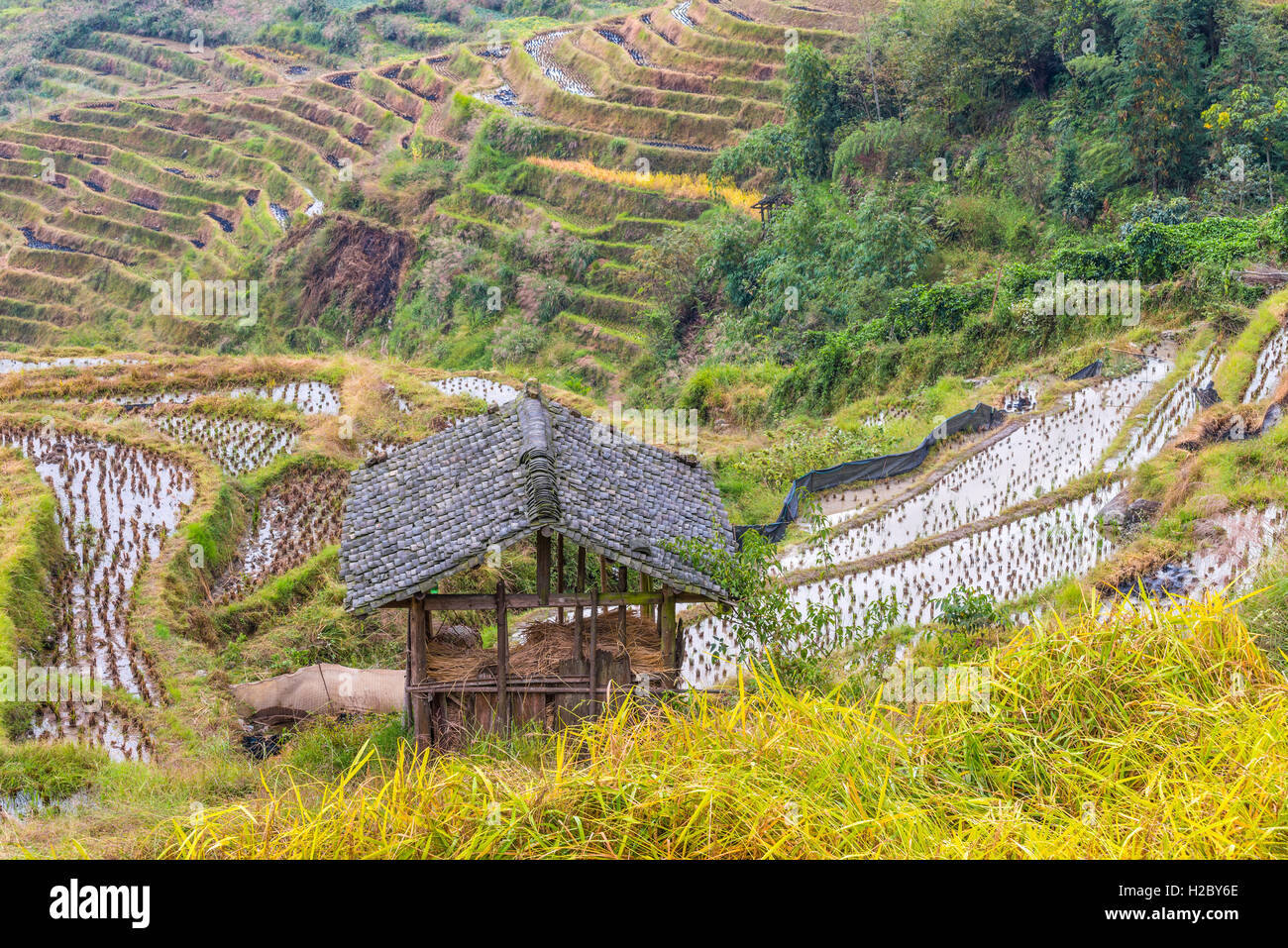 Chinesischer Reis Felder bei bewölktem Wetter.  Hütte im Vordergrund. Stockfoto