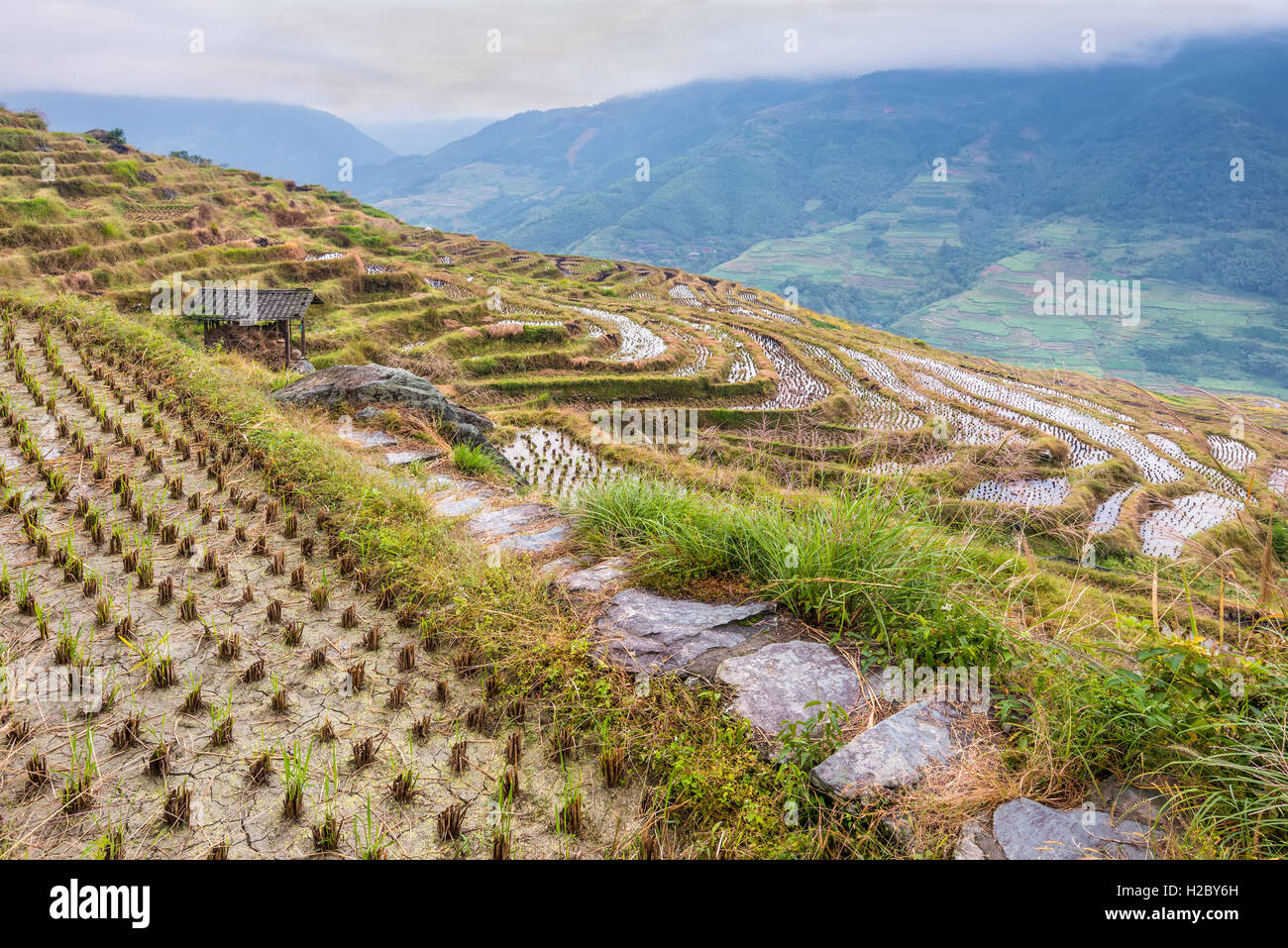 Chinesischer Reis Felder bei bewölktem Wetter Stockfoto