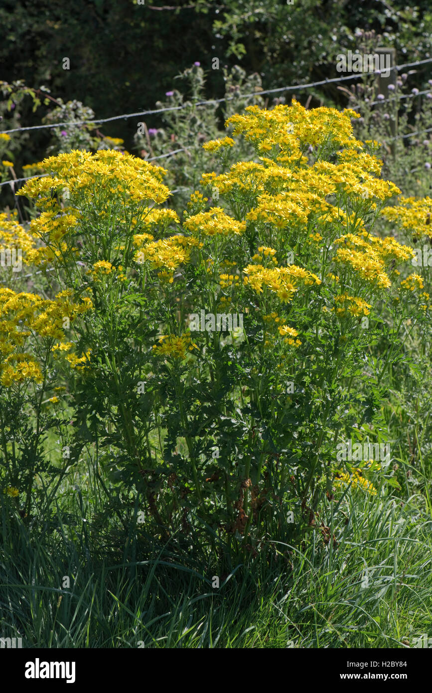 Gelbe Kreuzkraut, Jacobaea Vulgaris, blühende Pflanze auf Hungerford Common, Berkshire, August Stockfoto