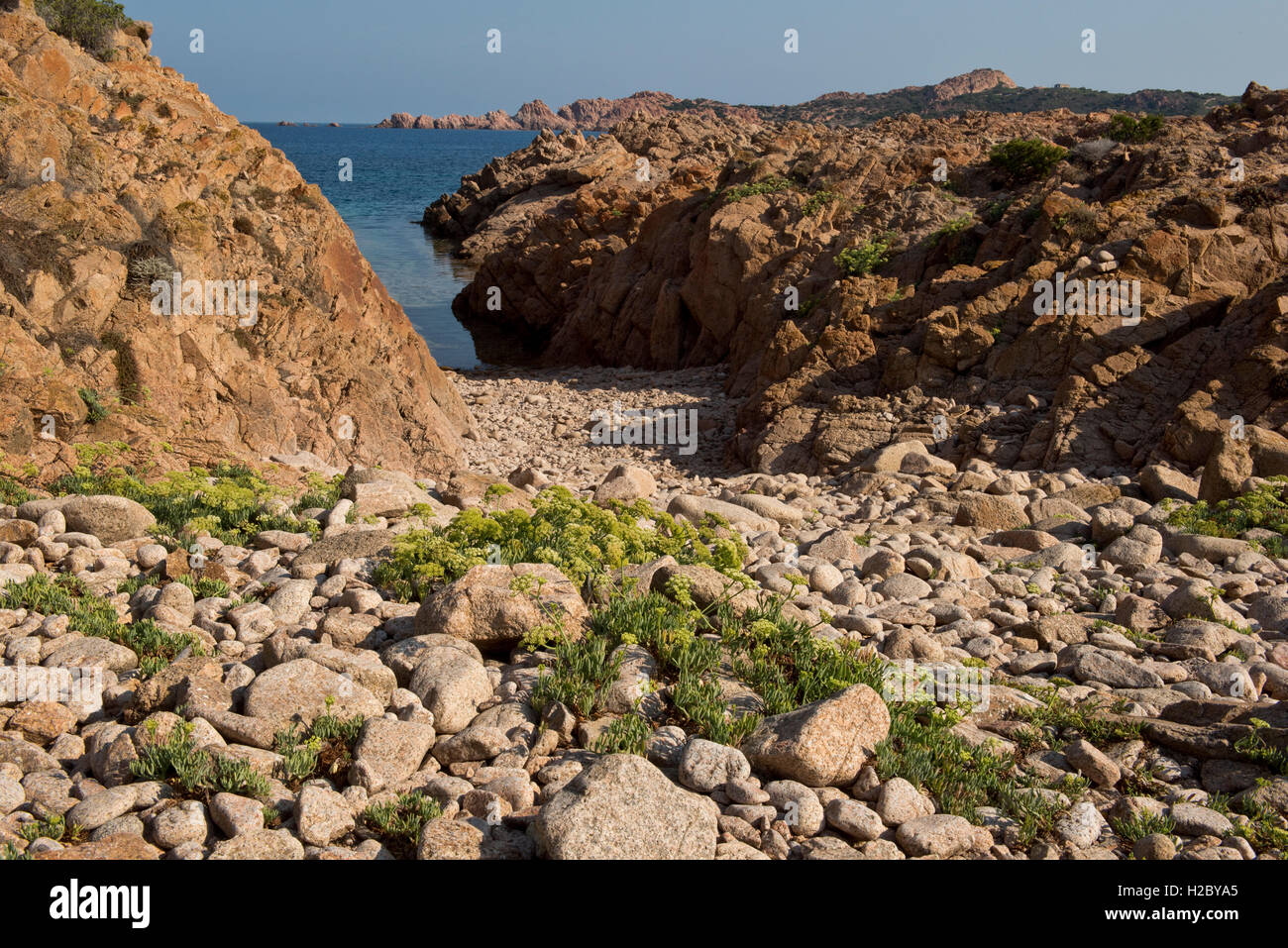 Roter Granit zerklüftete Küste mit Meerfenchel, Crithmum Maritimum, Isola Rossa im westlichen Sardinien, September Stockfoto