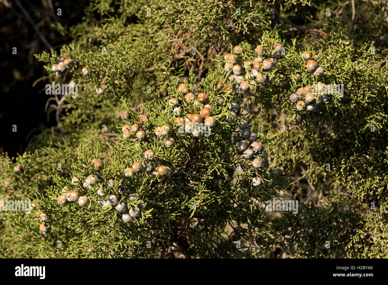 Phönizische Wacholder oder Arar, Juniperus Phönizien, mit Beeren auf rotem Granit Küste von Isola Rosa, Sardinien Stockfoto