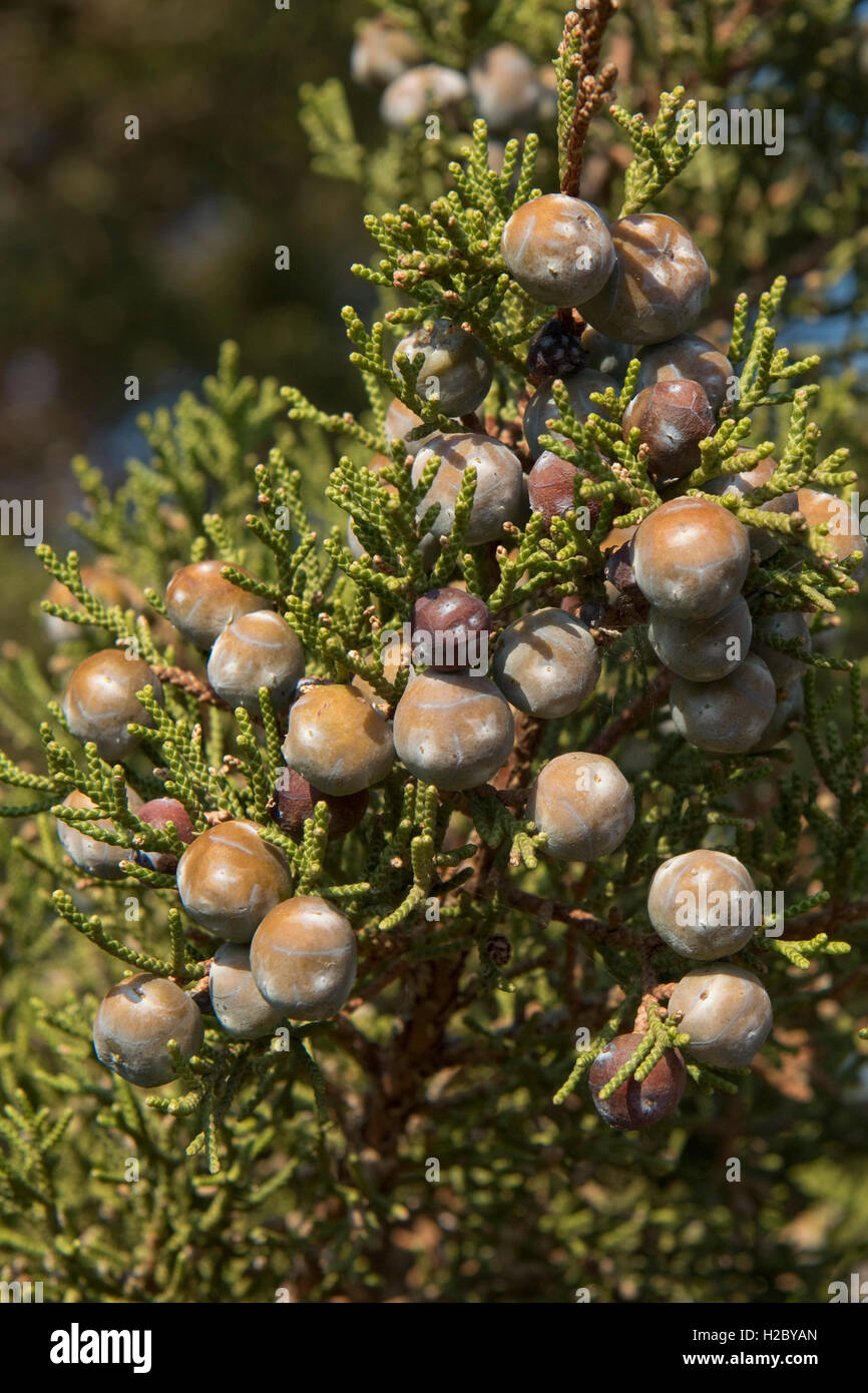 Phönizische Wacholder oder Arar, Juniperus Phönizien, mit Beeren auf rotem Granit Küste von Isola Rosa, Sardinien Stockfoto
