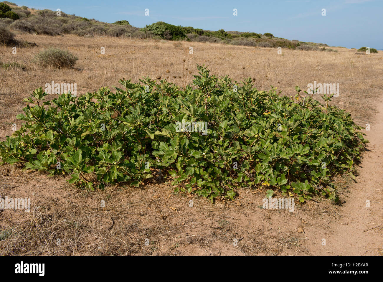 Wilden Feigenbaum Ficus Carica, niederwerfen Strauch / Baum an der Küste von Sardinien, September Stockfoto