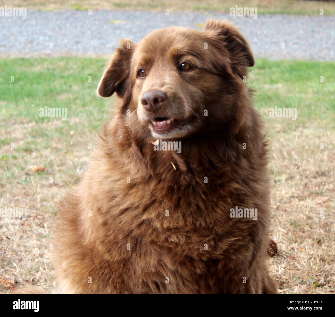 Alter Hund sitzen, WA. Stockfoto