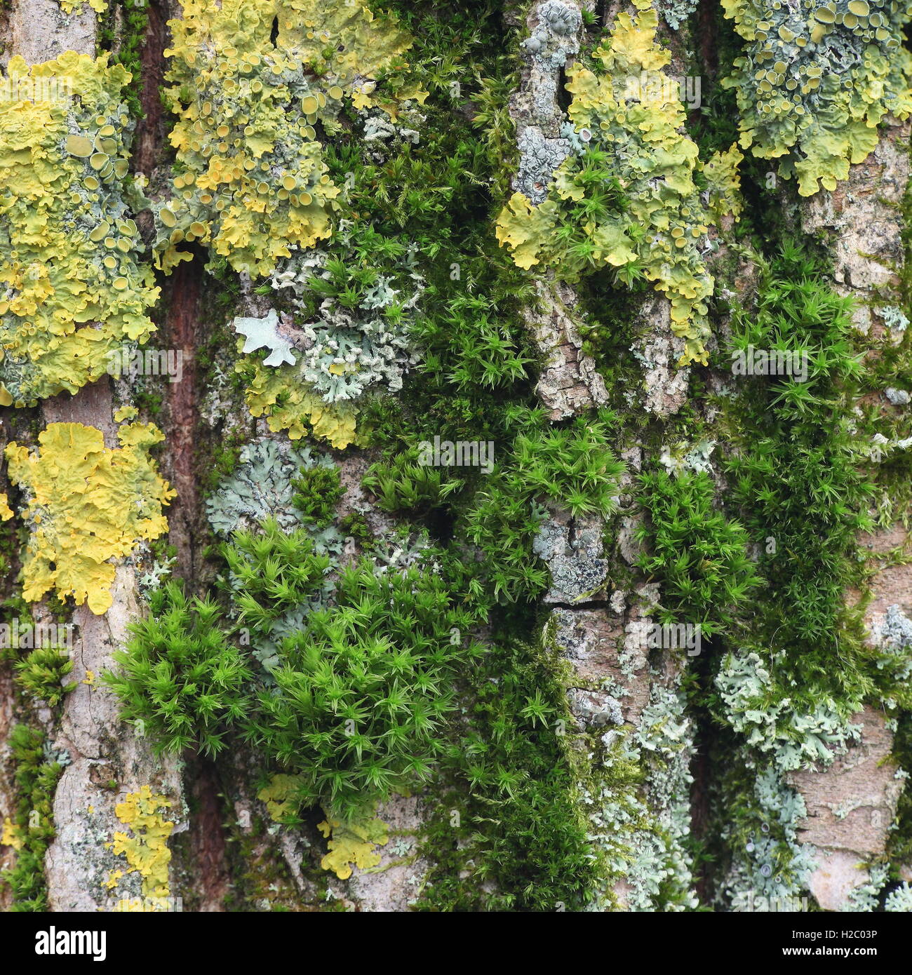 Moose und Flechten wachsen auf der Rinde der Weide Stockfoto