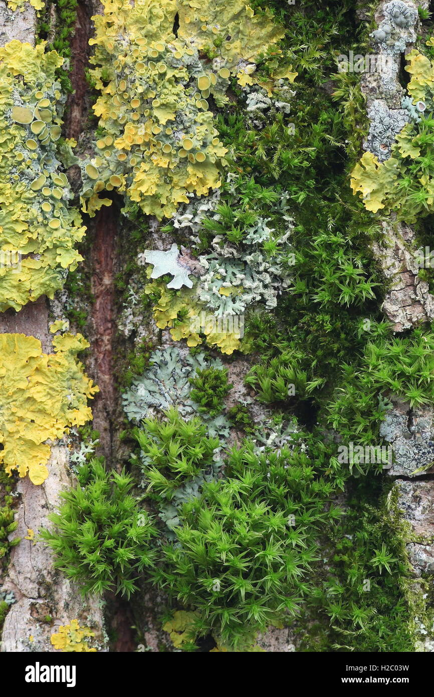 Moose und Flechten wachsen auf der Rinde der Weide Stockfoto