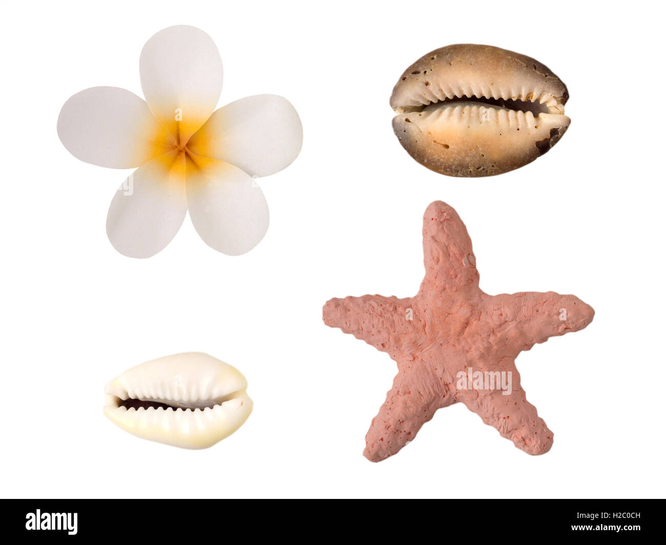 Tiaré-Blume, Seesterne und Muscheln, die isoliert auf weiss Stockfoto