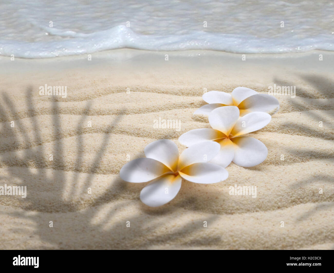 Drei Tiare Blüten am Strand im Schatten von Palmen Stockfoto