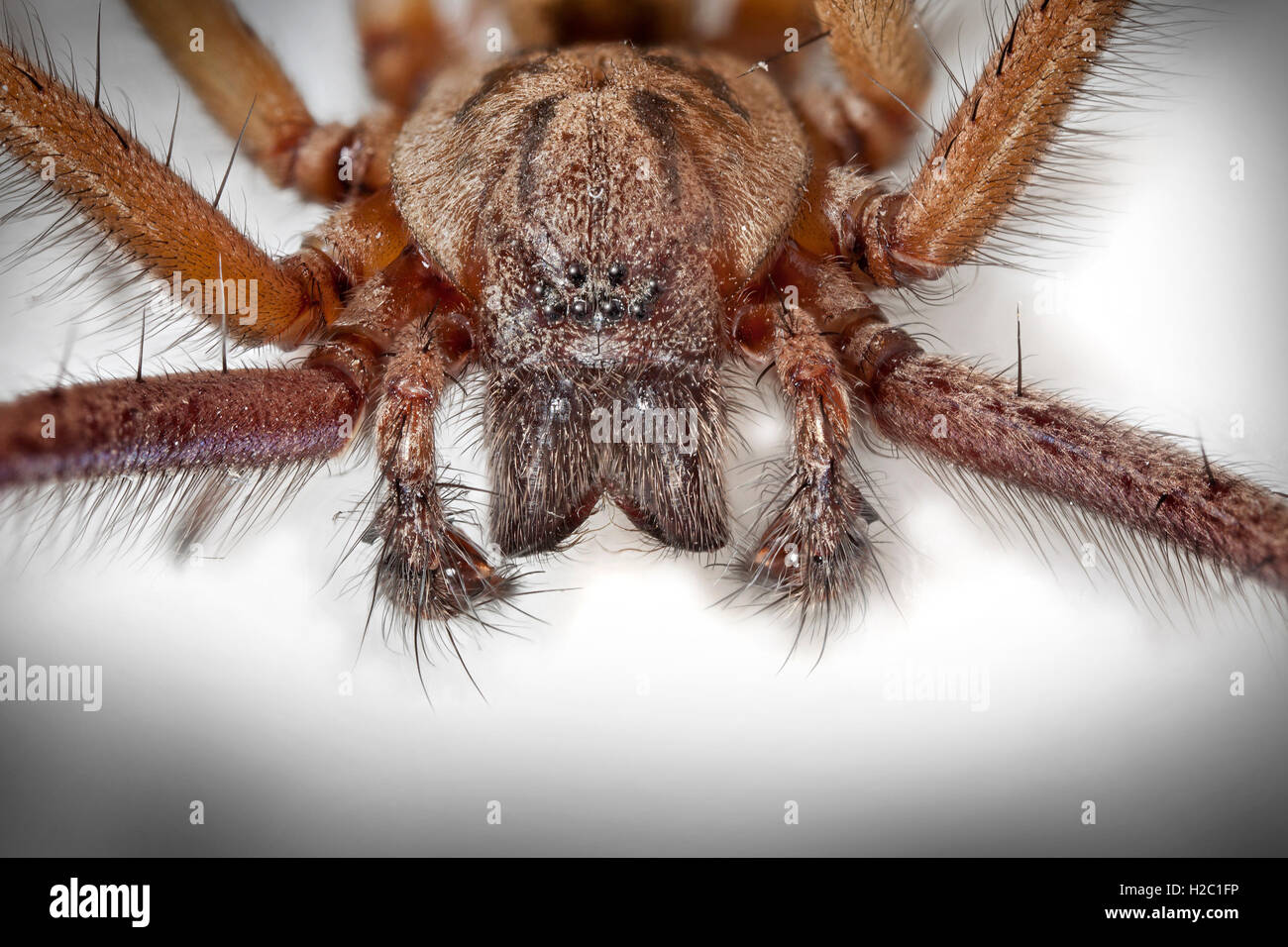 Riesen Haus Spinne, Eratigena Atrica, Makro nah bis Auge Detail zeigen Stockfoto