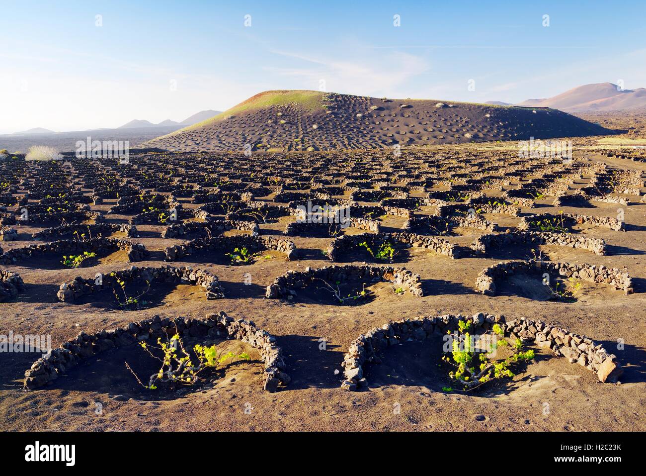 Lanzarote, Kanarische Inseln. Traditionelle Cinder Felswände Wind Schutz schützen Weinreben in vulkanischen Landschaft rund um La Geria Stockfoto